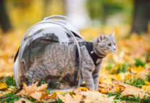 Cat Carriers – A Safe Way to Travel breathable space cat backpack