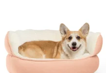 Pet Dogs Required Their Blankets Too personalized pet blanket