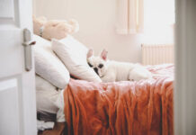 Pet Blankets – A Vital Part of Your Canine’s Devices! waterproof washable dog bed